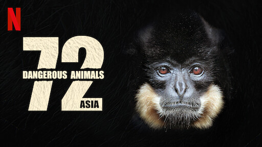 Watch Animal | Netflix Official Site Watch Animal | Netflix Official Site
